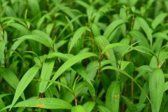 植物冠層測定儀在水稻種植當(dāng)中有什么作用？