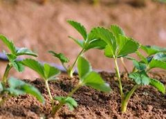 植物葉面積儀對(duì)于農(nóng)業(yè)發(fā)展有何幫助！