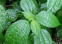植物葉面積儀“精細(xì)化農(nóng)業(yè)”中的作用！