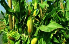 冠層分析儀是植物生理研究中繞不開(kāi)的儀器