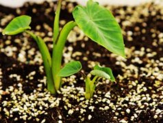 果蔬呼吸測(cè)定儀的使用有什么意義？