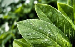 植物營養(yǎng)測定儀的使用有哪些好處？